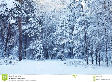 Winter Forest Stock Photo Image Of Blue Month Frost 28641530