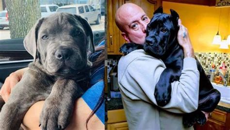 Scientists Prove Your Cane Corso Loves You More Than You Ever Realized