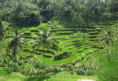 Sawah Terasering Ubud Bali Objek Favorit Wisatawan