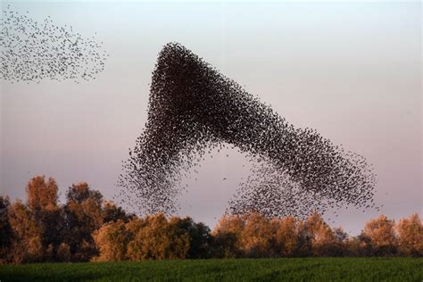 Amazing Bird Flying Formations Cn
