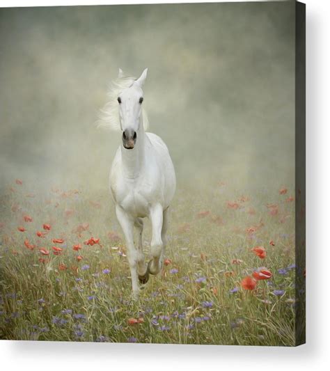 White Horse Running Through Poppies Acrylic Print By Christiana Stawski