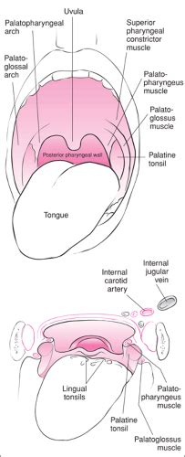 Palatine And Pharyngeal Tonsils