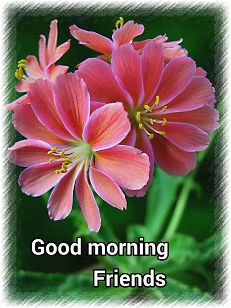 It is a myth that you need to rise and shine to have a good start to a day. Good morning friends | Types of flowers, Flowers, Organic gardening