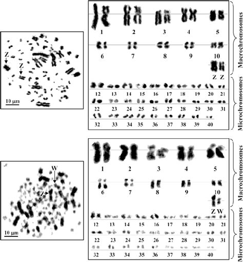 Metaphase Chromosome Plates And Karyotypes Of The Male Upper And Download Scientific Diagram