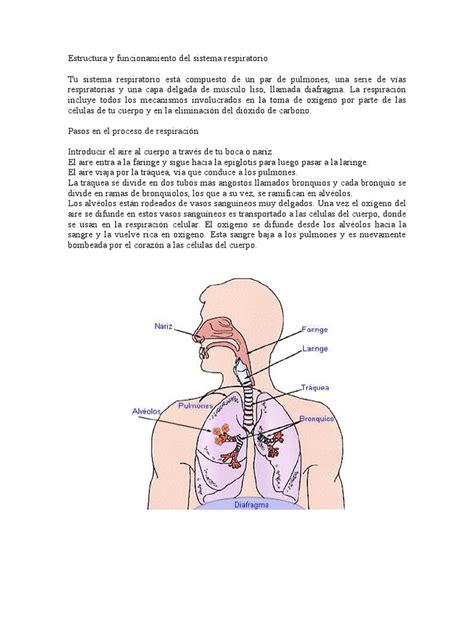 Estructura Y Funcionamiento Del Sistema Respiratorio Pulmón Sistema