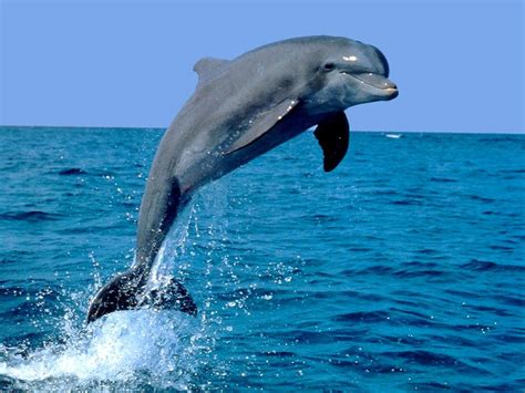 Delfin Saltando