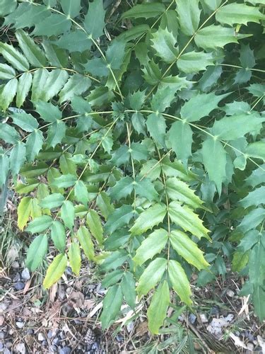 Japanese Mahonia Berberis Japonica · Inaturalist Nz