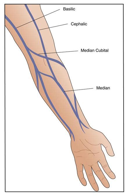 Diagram Of Veins In Arm For Phlebotomy