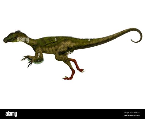Ornitholestes Was A Small Carnivorous Dinosaur That Lived In The