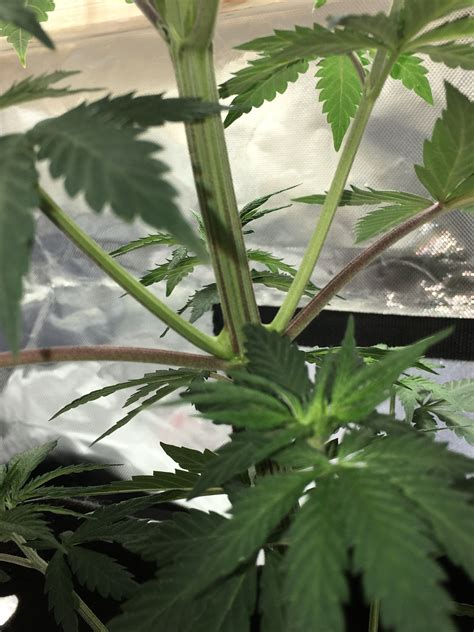 Purple stems, twisted new growth, etc. | Grasscity Forums - The #1 Marijuana Community Online