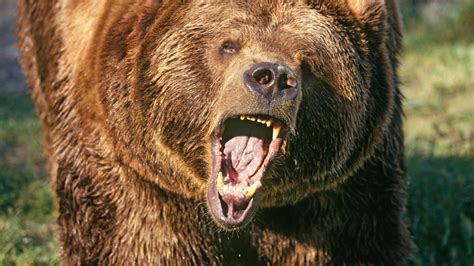 Massive Grizzly Bear Mauls Hunter To Death In First Of Its Kind Attack
