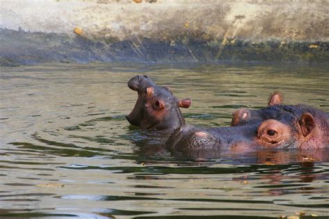 Baby Hippo At Emmen Zoo Zoochat