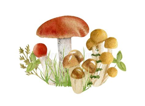 Watercolor Clipart Of Mushrooms Stock Illustration Illustration Of