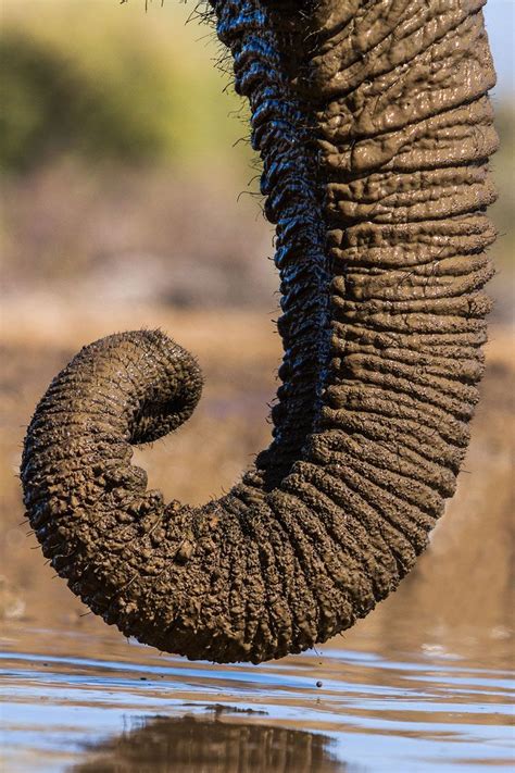 Elephant Lowers Its Trunk Into The Water For A Drink By Mike Dexter
