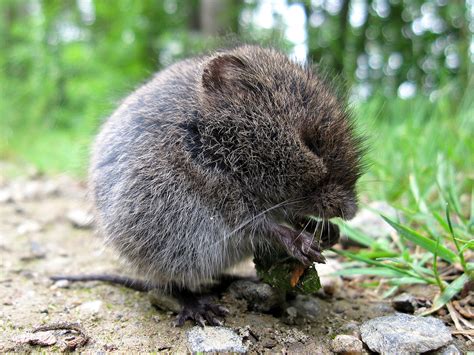 An Intro To Moles Voles And Shrews The Infinite Spider