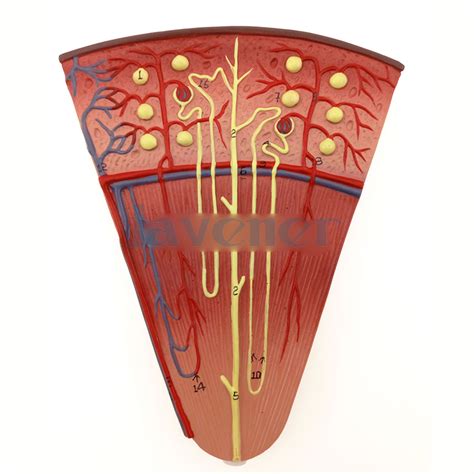 We'll assume for the purposes of this answer that the. Anatomical Model Kidney Section Nephrons Blood Vessels ...
