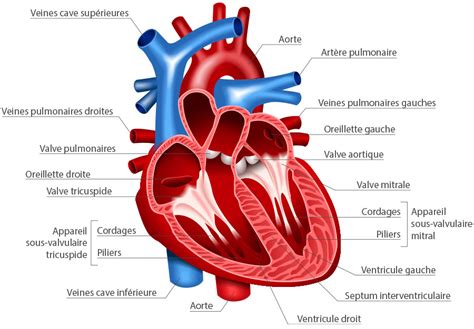 Cardiologie G N Ralit S Sur Le Coeur Rythme Cardiaque Structure