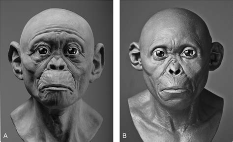 Homo Erectus Facial Reconstruction
