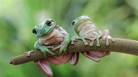 Frog Photographs Never Seen Before Collection Of The Most Cute Animal