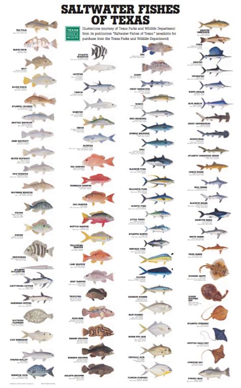 Texas Saltwater Fish Limits 2024 Ethyl Janessa