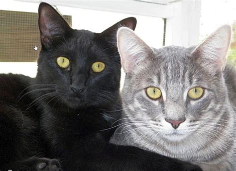 Pet grooming in portland, or. Portland, OR - Domestic Shorthair. Meet Nori a Pet for ...