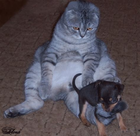 Gif for twitter gif for facebook. Kotki: Kotki i pieski