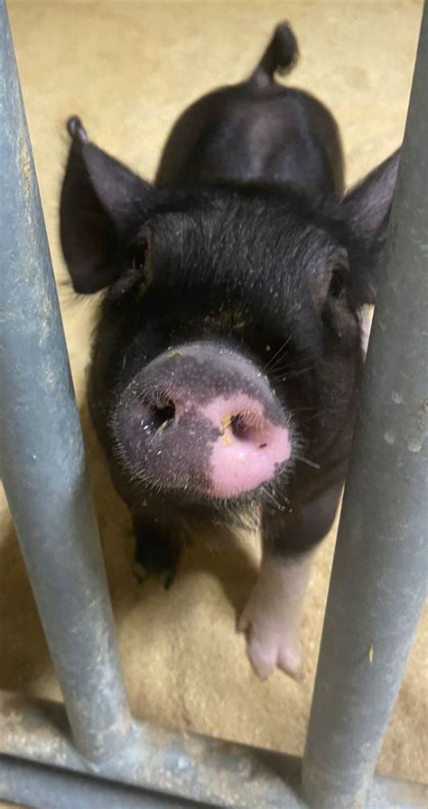 My Little Piggy In 2022 Piggy Animals Pig