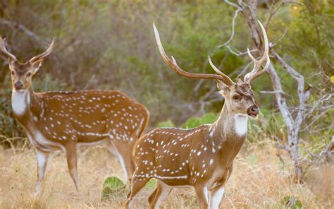 Give a missed call to 8422992272 to receive the download link for axis mobile via sms. Big Game Tip-Axis Deer Is The Best Species For Bowhunting ...