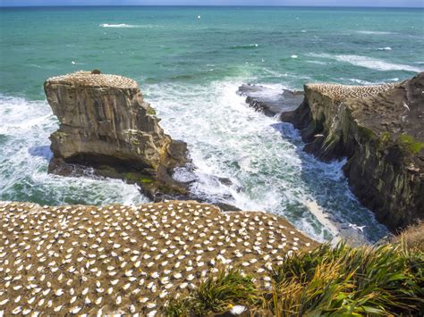 Muriwai Gannet Colony Aucklife