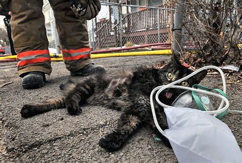 Firefighters Rescue Revive Cat From Burning Syracuse Building