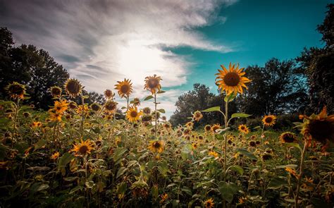 Laptop backgrounds aesthetic nature : Sunflowers Nature, HD Nature, 4k Wallpapers, Images ...