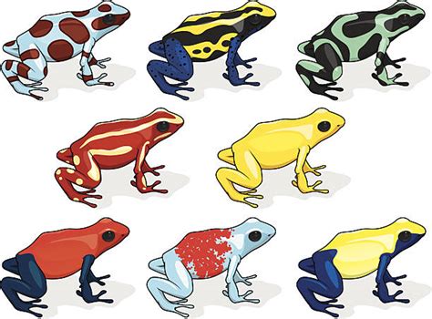Poison Dart Frog Illustrations Royalty Free Vector Graphics And Clip Art
