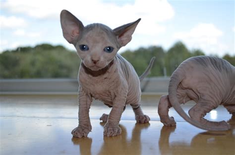 Explore 212 listings for sphynx kittens for sale at best prices. Sphynx Cats For Sale | Philadelphia, PA #247201 | Petzlover