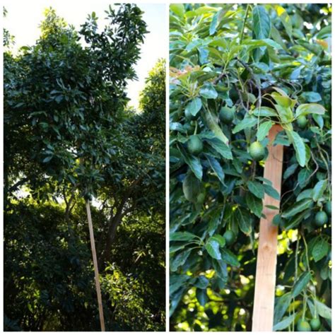 Ideally, fruit trees that have been properly pruned and thinned can sustain the weight of growing fruit without a problem. October Avocados: When Are They Ripe? ⋆ Mimi Avocado