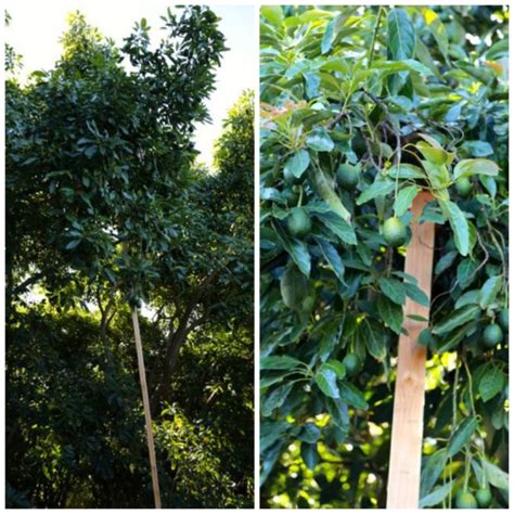 A one year old tree with no side shoots tree should be pruned to a bud with two buds below it at about 80 cm from the ground immediately after planting to produce primary branches. October Avocados: When Are They Ripe? ⋆ Mimi Avocado