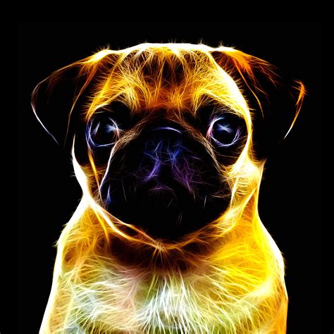 Pin By Alex Bazhan On Fractal Neon Animals Pugs Animals Dogs