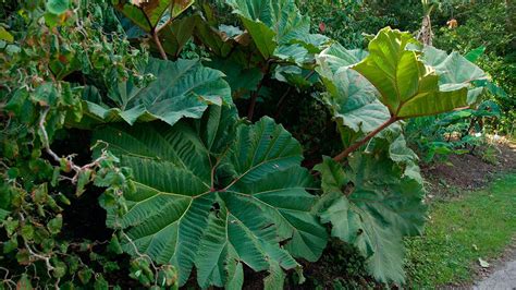 Plantas De Hojas Grandes Para Exterior