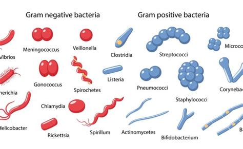 Difference Between Gram Positive And Gram Negative Bacteria Major