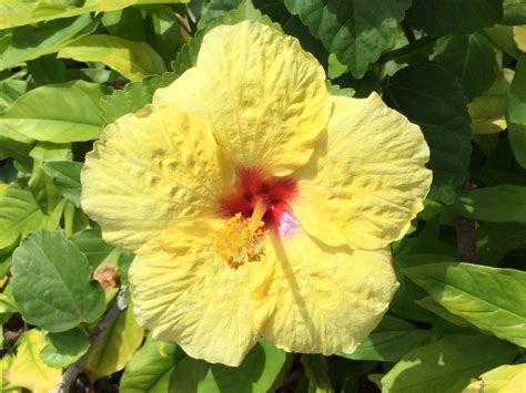 Yellow tropical flower | Yellow tropical, Tropical flower ...