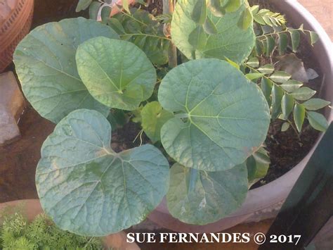 Hosts and pests of nursery crops. Plants Growing In My Potted Garden.: How To Grow Bottle ...
