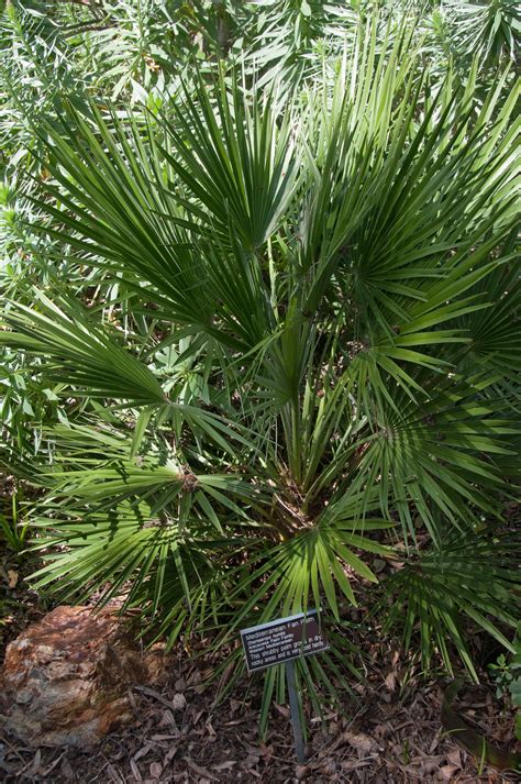 Chamaerops Humilis Mediterranean Fan Palm