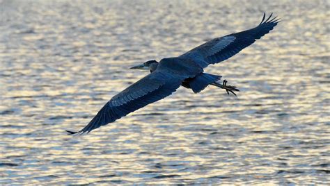 Majestic Flight Birds And Blooms