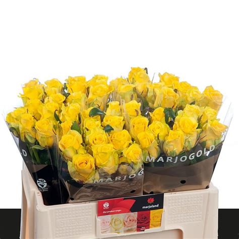 Their flowers were absolutely gorgeous! ROSE PENNY LANE 50cm | Wholesale Dutch Flowers & Florist ...