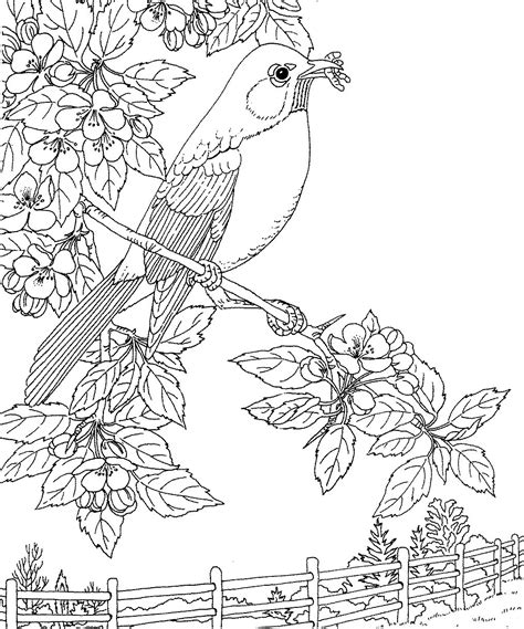 Robin Bird Coloring Pages at GetColorings.com | Free printable
