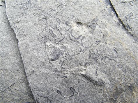 Steinkernde Die Fossilien Community Spurenfossilien Aus Dem Jura