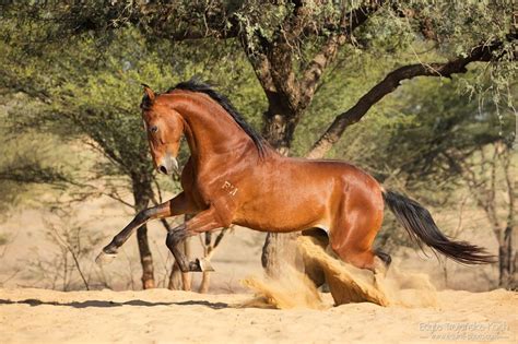 Check out amazing marawi artwork on deviantart. Marwari horse | Marwari horses, Beautiful horses, Horses