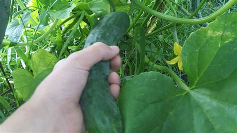 Sweet Success Hybrid Cucumbers Youtube