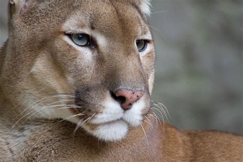 Puma Concolor Wikipedia La Enciclopedia Libre