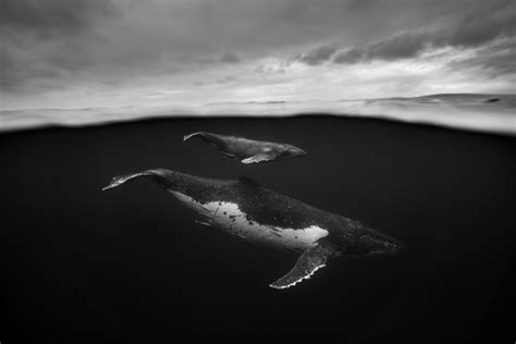 breathtaking underwater photographs document the hidden lives of humpback whales