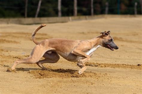 How Fast Can Greyhounds Run What You Need To Know Pet Keen